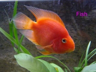 Fish 