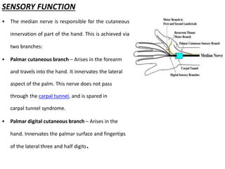 SENSORY FUNCTION
• The median nerve is responsible for the cutaneous
innervation of part of the hand. This is achieved via
two branches:
• Palmar cutaneous branch – Arises in the forearm
and travels into the hand. It innervates the lateral
aspect of the palm. This nerve does not pass
through the carpal tunnel, and is spared in
carpal tunnel syndrome.
• Palmar digital cutaneous branch – Arises in the
hand. Innervates the palmar surface and fingertips
of the lateral three and half digits.
 