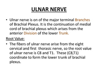ULNAR NERVE
• Ulnar nerve is on of the major terminal Branches
of Brachial Plexus. It is the continuation of medial
cord of brachial plexus which arises from the
anterior Division of the lower Trunk.
Root Value:
• The fibers of ulnar nerve arise from the eight
cervical and first thorasic nerve, so the root value
of ulnar nerve is C8 and T1. These (C8,T1)
coordinate to form the lower trunk of brachial
plexus.
 