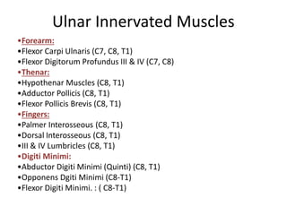Ulnar Innervated Muscles
•Forearm:
•Flexor Carpi Ulnaris (C7, C8, T1)
•Flexor Digitorum Profundus III & IV (C7, C8)
•Thenar:
•Hypothenar Muscles (C8, T1)
•Adductor Pollicis (C8, T1)
•Flexor Pollicis Brevis (C8, T1)
•Fingers:
•Palmer Interosseous (C8, T1)
•Dorsal Interosseous (C8, T1)
•III & IV Lumbricles (C8, T1)
•Digiti Minimi:
•Abductor Digiti Minimi (Quinti) (C8, T1)
•Opponens Dgiti Minimi (C8-T1)
•Flexor Digiti Minimi. : ( C8-T1)
 