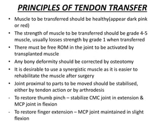 PRINCIPLES OF TENDON TRANSFER
• Muscle to be transferred should be healthy(appear dark pink
or red)
• The strength of muscle to be transferred should be grade 4-5
muscle, usually losses strength by grade 1 when transferred
• There must be free ROM in the joint to be activated by
transplanted muscle
• Any bony deformity should be corrected by osteotomy
• It is desirable to use a synergistic muscle as it is easier to
rehabilitate the muscle after surgery
• Joint proximal to parts to be moved should be stabilised,
either by tendon action or by arthrodesis
- To restore thumb pinch – stabilize CMC joint in extension &
MCP joint in flexion
- To restore finger extension – MCP joint maintained in slight
flexion
 
