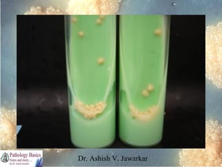 Dr. Ashish V. Jawarkar

 