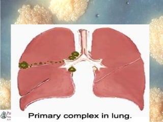 Dr. Ashish V. Jawarkar

 