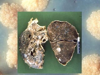 Dr. Ashish V. Jawarkar

 