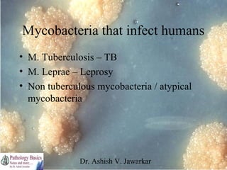 Mycobacteria that infect humans
• M. Tuberculosis – TB
• M. Leprae – Leprosy
• Non tuberculous mycobacteria / atypical
mycobacteria

Dr. Ashish V. Jawarkar

 
