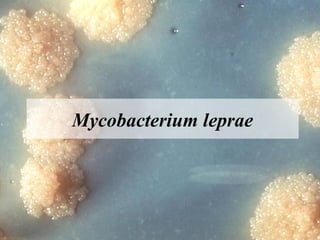 Mycobacterium leprae

Dr. Ashish V. Jawarkar

 