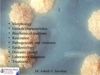•
•
•
•
•
•
•
•
•

Morphology
Growth characteristics
Biochemical reactions
Resistance
Pathogenicity and virulence
Epidemiology
Diseases caused
Laboratory diagnosis
Treatment
Dr. Ashish V. Jawarkar

 