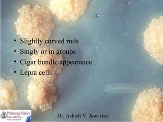 •
•
•
•

Slightly curved rods
Singly or in groups
Cigar bundle appearance
Lepra cells

Dr. Ashish V. Jawarkar

 
