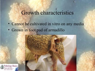 Growth characteristics
• Cannot be cultivated in vitro on any media
• Grown in foot pad of armadillo

Dr. Ashish V. Jawarkar

 