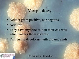 Morphology
• Neither gram positive, nor negative
• Acid fast
• They have mycolic acid in their cell wall
which makes them acid fast
• Difficult to decolorise with organic acids

Dr. Ashish V. Jawarkar

 