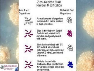 Dr. Ashish V. Jawarkar

 