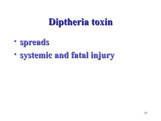 37 
DDiipptthheerriiaa ttooxxiinn 
• sspprreeaaddss 
• ssyysstteemmiicc aanndd ffaattaall iinnjjuurryy 
 