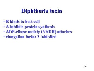 38 
DDiipphhtthheerriiaa ttooxxiinn 
• BB bbiinnddss ttoo hhoosstt cceellll 
• AA iinnhhiibbiittss pprrootteeiinn ssyynntthheessiiss 
• AADDPP--rriibboossee mmooiieettyy ((NNAADDHH)) aattttaacchheess 
• eelloonnggaattiioonn ffaaccttoorr 22 iinnhhiibbiitteedd 
 