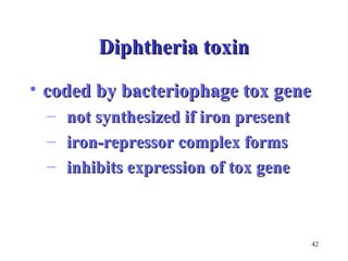 42 
DDiipphhtthheerriiaa ttooxxiinn 
• ccooddeedd bbyy bbaacctteerriioopphhaaggee ttooxx ggeennee 
– nnoott ssyynntthheessiizzeedd iiff iirroonn pprreesseenntt 
– iirroonn--rreepprreessssoorr ccoommpplleexx ffoorrmmss 
– iinnhhiibbiittss eexxpprreessssiioonn ooff ttooxx ggeennee 
 