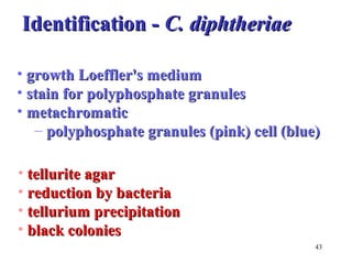 IIddeennttiiffiiccaattiioonn -- CC.. ddiipphhtthheerriiaaee 
• growth LLooeefffflleerr''ss mmeeddiiuumm 
• ssttaaiinn ffoorr ppoollyypphhoosspphhaattee ggrraannuulleess 
• mmeettaacchhrroommaattiicc 
– ppoollyypphhoosspphhaattee ggrraannuulleess ((ppiinnkk)) cceellll ((bblluuee)) 
43 
• tteelllluurriittee aaggaarr 
• rreedduuccttiioonn bbyy bbaacctteerriiaa 
• tteelllluurriiuumm pprreecciippiittaattiioonn 
• bbllaacckk ccoolloonniieess 
 