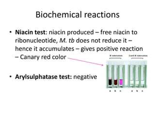 Biochemical reactions
• Niacin test: niacin produced – free niacin to
ribonucleotide, M. tb does not reduce it –
hence it accumulates – gives positive reaction
– Canary red color
• Arylsulphatase test: negative
 