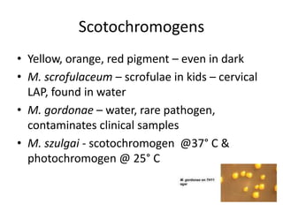 Scotochromogens
• Yellow, orange, red pigment – even in dark
• M. scrofulaceum – scrofulae in kids – cervical
LAP, found in water
• M. gordonae – water, rare pathogen,
contaminates clinical samples
• M. szulgai - scotochromogen @37° C &
photochromogen @ 25° C
 