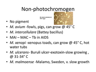Non-photochromogen
• No pigment
• M. avium -fowls, pigs, can grow @ 45° C
• M. intercellulare (Battey bacillus)
• MAI – MAC – Tb in AIDS
• M. xenopi -xenopus toads, can grow @ 45° C, hot
water tubs
• M. ulcerans- Buruli ulcer-exotoxin-slow growing ,
@ 31-34° C
• M. malmoense -Malamo, Sweden, v. slow growth
 