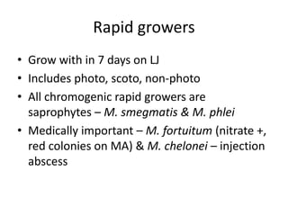 Rapid growers
• Grow with in 7 days on LJ
• Includes photo, scoto, non-photo
• All chromogenic rapid growers are
saprophytes – M. smegmatis & M. phlei
• Medically important – M. fortuitum (nitrate +,
red colonies on MA) & M. chelonei – injection
abscess
 