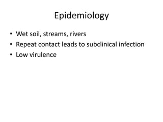 Epidemiology
• Wet soil, streams, rivers
• Repeat contact leads to subclinical infection
• Low virulence
 
