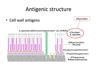Antigenic structure
• Cell wall antigens Mycosides
 