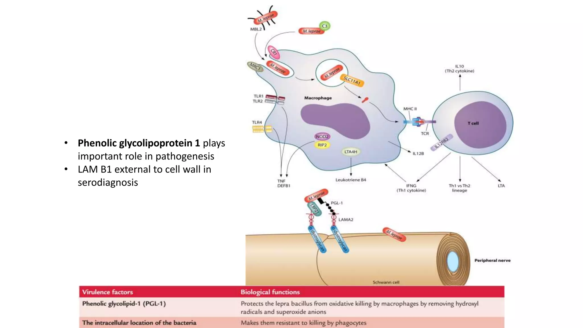 • Phenolic glycolipoprotein 1 plays
important role in pathogenesis
• LAM B1 external to cell wall in
serodiagnosis
 