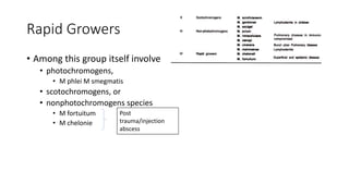 Rapid Growers
• Among this group itself involve
• photochromogens,
• M phlei M smegmatis
• scotochromogens, or
• nonphotochromogens species
• M fortuitum
• M chelonie
Post
trauma/injection
abscess
 
