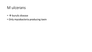 M ulcerans
•  burulis disease
• Only mycobacteria producing toxin
 
