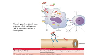 • Phenolic glycolipoprotein 1 plays
important role in pathogenesis
• LAM B1 external to cell wall in
serodiagnosis
 