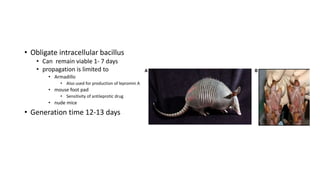 • Obligate intracellular bacillus
• Can remain viable 1- 7 days
• propagation is limited to
• Armadillo
• Also used for production of lepromin A
• mouse foot pad
• Sensitivity of antileprotic drug
• nude mice
• Generation time 12-13 days
 