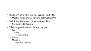 • Bacilli are absent in lungs , ovaries and CNS
• Most common cranial nerve to get involve is VII
• Goll & burdech tract  proprioception
• Not involved in leprosy
• Other organs involved in leprosy are
• Eyes
• Iritis
• Corneal beading
• Testes
• Muscles
• Myopathy , wasting
 