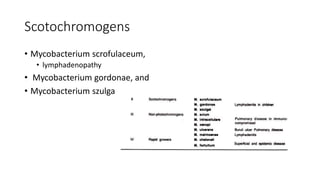 Scotochromogens
• Mycobacterium scrofulaceum,
• lymphadenopathy
• Mycobacterium gordonae, and
• Mycobacterium szulga
 