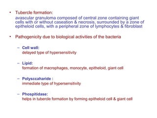 • Tubercle formation:
avascular granuloma composed of central zone containing giant
cells with or without caseation & necrosis, surrounded by a zone of
epitheloid cells, with a peripheral zone of lymphocytes & fibroblast
• Pathogenicity due to biological activities of the bacteria
– Cell wall:
delayed type of hypersensitivity
– Lipid:
formation of macrophages, monocyte, epitheloid, giant cell
– Polysccaharide :
immediate type of hypersensitivity
– Phospitidase:
helps in tubercle formation by forming epitheloid cell & giant cell
 