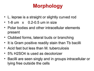 Morphology
• L. leprae is a straight or slightly curved rod
• 1-8 um x 0.2-0.5 um in size
• Polar bodies and other intracellular elements
present
• Clubbed forms, lateral buds or branching
• It is Gram positive readily stain than Tb bacilli
• Acid fast but less than M. tuberculosis
• 5% H2SO4 is used as decolorizer
• Bacilli are seen singly and in groups intracellular or
lying free outside the cells
 