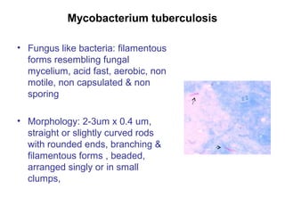 Mycobacterium tuberculosis
• Fungus like bacteria: filamentous
forms resembling fungal
mycelium, acid fast, aerobic, non
motile, non capsulated & non
sporing
• Morphology: 2-3um x 0.4 um,
straight or slightly curved rods
with rounded ends, branching &
filamentous forms , beaded,
arranged singly or in small
clumps,
 