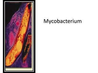 Mycobacterium
 