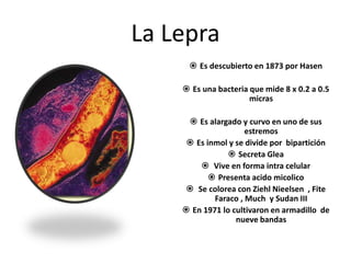 La Lepra
 Es descubierto en 1873 por Hasen
 Es una bacteria que mide 8 x 0.2 a 0.5
micras
 Es alargado y curvo en uno de sus
estremos
 Es inmol y se divide por bipartición
 Secreta Glea
 Vive en forma intra celular
 Presenta acido micolico
 Se colorea con Ziehl Nieelsen , Fite
Faraco , Much y Sudan III
 En 1971 lo cultivaron en armadillo de
nueve bandas
 
