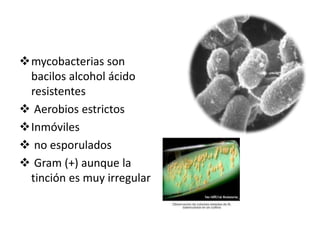 Mycobacterias
mycobacterias son
bacilos alcohol ácido
resistentes
 Aerobios estrictos
Inmóviles
 no esporulados
 Gram (+) aunque la
tinción es muy irregular.
 