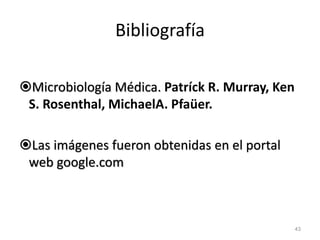 Bibliografía
Microbiología Médica. Patríck R. Murray, Ken
S. Rosenthal, MichaelA. Pfaüer.
Las imágenes fueron obtenidas en el portal
web google.com
43
 
