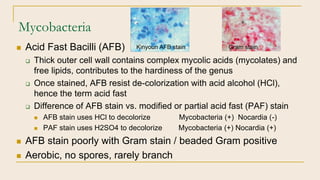 Mycobacteria
 Acid Fast Bacilli (AFB)
 Thick outer cell wall contains complex mycolic acids (mycolates) and
free lipids,...