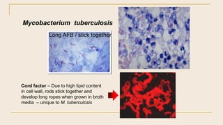Mycobacterium tuberculosis
Cord factor – Due to high lipid content
in cell wall, rods stick together and
develop long rope...