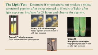 The Light Test – Determine if mycobacteria can produce a yellow
carotenoid pigment after being exposed to 8 hours of light...