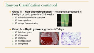 Runyon Classification continued
 Group III – Non-photochromogen – No pigment produced in
the light or dark, growth in 2-3 weeks
 M. avium-intracellulare complex
 M. haemophilum
 M. xenopi (some strains)
 Group IV – Rapid growers, grow in <=7 days
 M. fortuitum group
 M. abscessus
 M. chelonae
 M. mucogenicum
 M. smegmatis
 
