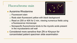 Fluorochrome stain
 Auramine Rhodamine
 Fluorescent stain
 Rods stain fluorescent yellow with black background
 Read on 25X or 40X for 2 min, viewing numerous fields using
a fluorescence microscope
 Nonspecific fluorochrome binds to the mycolic acids present
in the mycobacteria cell wall
 Considered more sensitive than ZN or Kinyoun for
concentrated patient specimen slide examination
 