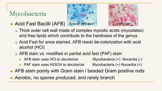 Mycobacteria
 Acid Fast Bacilli (AFB)
 Thick outer cell wall made of complex mycolic acids (mycolates)
and free lipids which contribute to the hardiness of the genus
 Acid Fast for once stained, AFB resist de-colorization with acid
alcohol (HCl)
 AFB stain vs. modified or partial acid fast (PAF) stain
 AFB stain uses HCl to decolorize Mycobacteria (+) Nocardia (-)
 PAF stain uses H2SO4 to decolorize Mycobacteria (+) Nocardia (+)
 AFB stain poorly with Gram stain / beaded Gram positive rods
 Aerobic, no spores produced, and rarely branch
Kinyoun AFB stain Gram stain
 