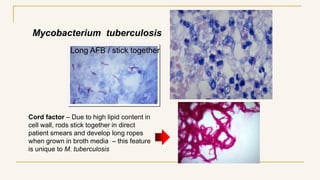 Mycobacterium tuberculosis
Cord factor – Due to high lipid content in
cell wall, rods stick together in direct
patient smears and develop long ropes
when grown in broth media – this feature
is unique to M. tuberculosis
Long AFB / stick together
 