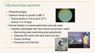 Mycobacterium marinum
 Photochromogen
 Optimum temp for growth is 30˚ C
 Grows poorly or not at all at 37°C
 Grows in 5-14 days
 Normal habitat is contaminated fresh and salt water
 Infection associated with skin trauma occurring in water
 Swimming pools (swimming pool granuloma)
 Cleaning fish tanks with bare hand and arm
 Ocean (surfing)
 Punctures from fish fins
 