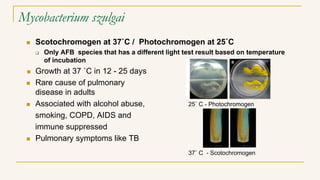 Mycobacterium szulgai
 Scotochromogen at 37˚C / Photochromogen at 25˚C
 Only AFB species that has a different light test result based on temperature
of incubation
 Growth at 37 ˚C in 12 - 25 days
 Rare cause of pulmonary
disease in adults
 Associated with alcohol abuse,
smoking, COPD, AIDS and
immune suppressed
 Pulmonary symptoms like TB
25˚ C - Photochromogen
37˚ C - Scotochromogen
 