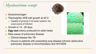 Mycobacterium xenopi
 Scotochromogen
 Thermophilic AFB with growth at 42˚C
 Capable of growing in hot water systems, the
usual source of infection
 Growth in 14 - 28 days
 Egg nest colony produced on solid media
 Rare cause of pulmonary disease
 Clinical disease like TB
 Occurs in patients with preexisting lung disease (chronic obstructive
pulmonary disease or bronchiectasis) and HIV/AIDS
 