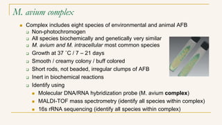 M. avium complex
 Complex includes eight species of environmental and animal AFB
 Non-photochromogen
 All species biochemically and genetically very similar
 M. avium and M. intracellular most common species
 Growth at 37 ˚C / 7 – 21 days
 Smooth / creamy colony / buff colored
 Short rods, not beaded, irregular clumps of AFB
 Inert in biochemical reactions
 Identify using
 Molecular DNA/RNA hybridization probe (M. avium complex)
 MALDI-TOF mass spectrometry (identify all species within complex)
 16s rRNA sequencing (identify all species within complex)
 